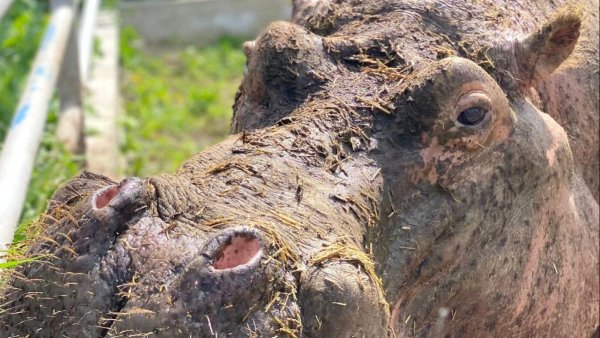 Singurul hipopotam din România a împlinit 41 de ani