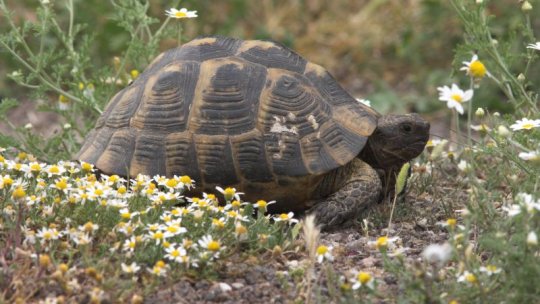 Polițiștii au intervenit pentru eliberarea în natură a unei broaște țestoase dobrogeane care era deținută ilegal