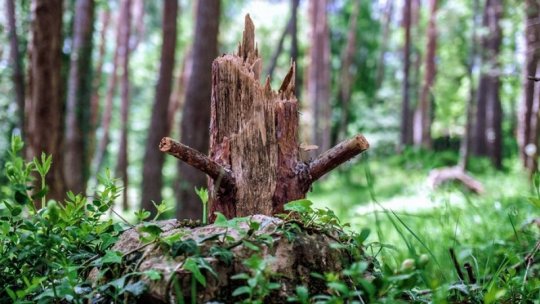 Omenirea a pierdut anul trecut păduri tropicale virgine ce aveau o suprafaţă echivalentă cu cea a Elveţiei