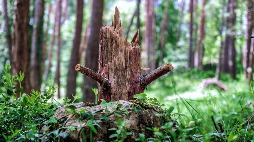 Peste 40 de hectare de pădure din Bistrița-Năsăud afectate de calamități naturale vor fi reîmpădurite