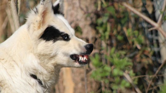 A murit atacat de câinele pe care îl hrănea
