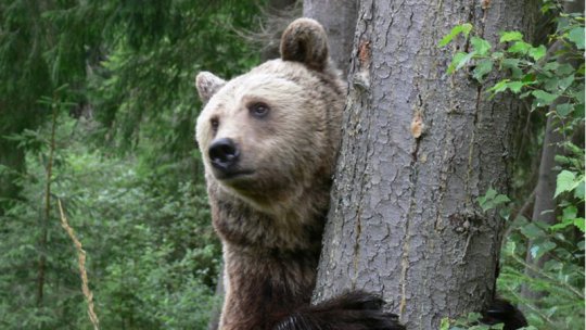 Ministerul Mediului va elabora Ordinul privind eliminarea unui număr de urşi