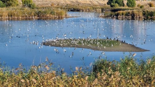 The "Green Summer" program has started in Vacaresti Natural Park