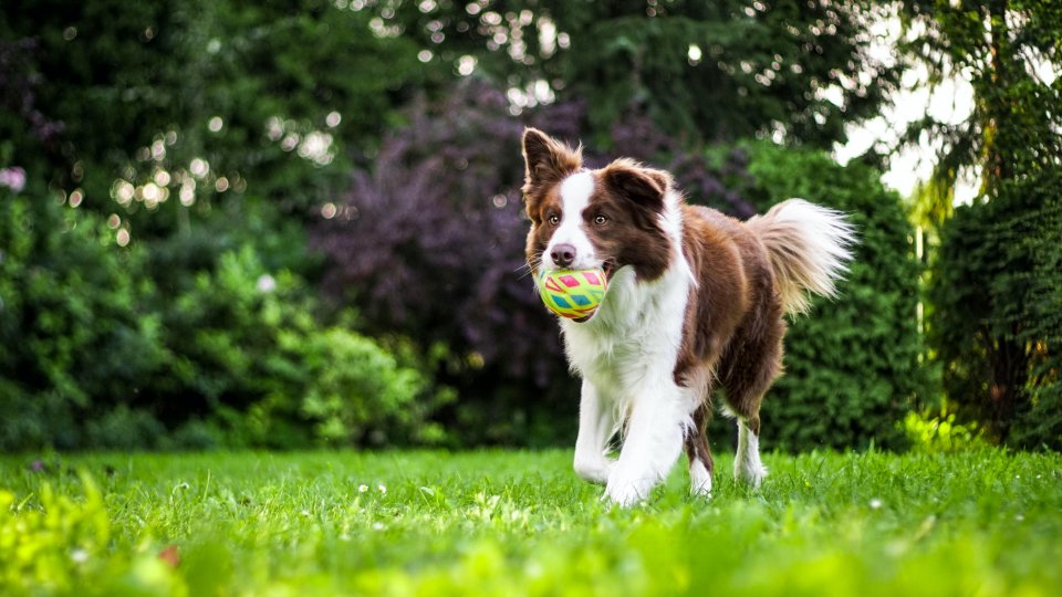 Accesul animalelor de companie va fi permis în toate parcurile și spațiile publice exterioare din București