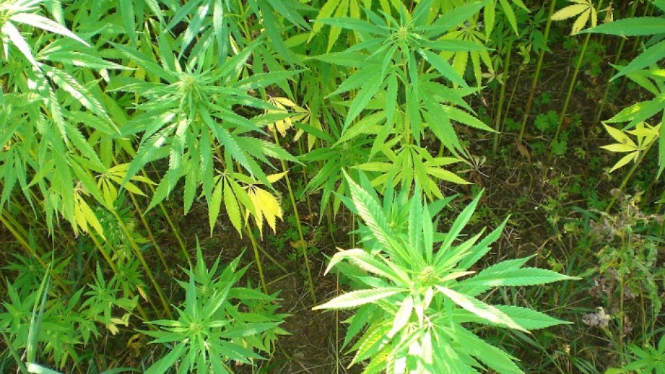 Germania face un pas către legalizarea canabisului în scop recreativ
