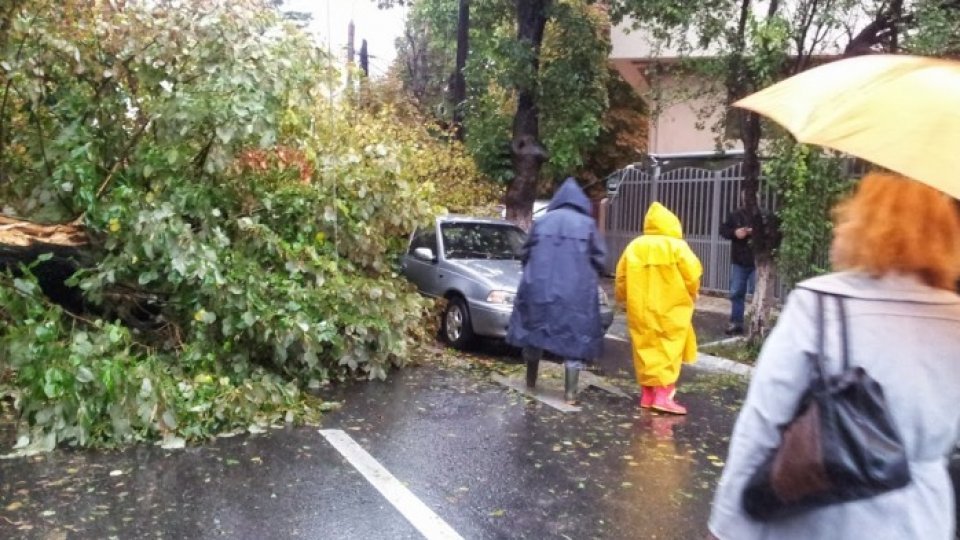 Brăila - o furtună puternică a rupt mai mulți copaci care au căzut peste mașinile parcate