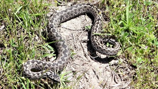 În ultimele 24 de ore două persoane au fost muşcate de vipere în judeţul Caraş-Severin