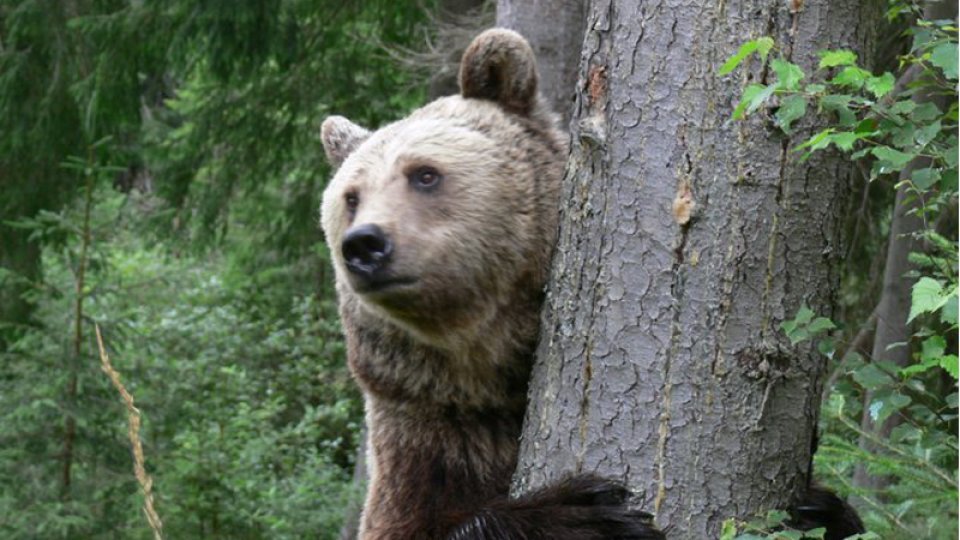 Un urs a omorât mai multe animale în zona localității Marca, din județul Sălaj