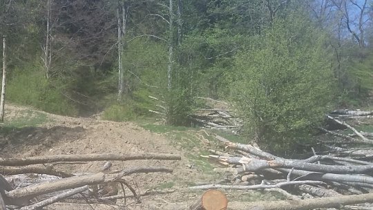 Bistriţa-Năsăud: Păduri în arii protejate, pline de lemn doborât de vânt, care nu poate fi scos fără autorizări speciale