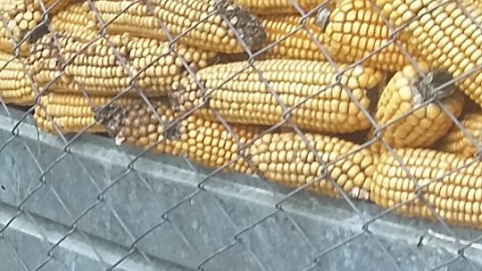 Trei nave comerciale civile ucrainene tranzitează coridorul de navigaţie din vestul Mării Negre