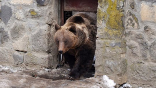 Județul Neamț: A fost semnalată prezența unui urs în satul Poiana Teiului
