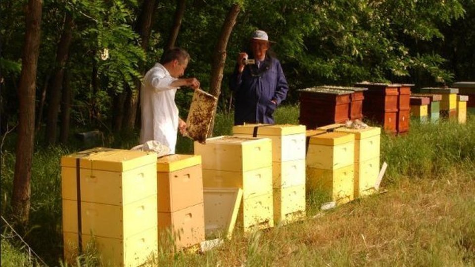 Fonduri europene pentru apicultori
