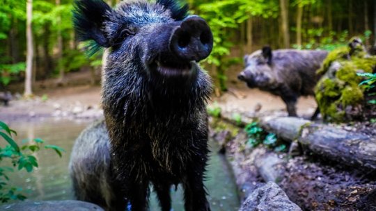 Pesta porcină africană a redus semnificativ efectivele de porci mistreţi