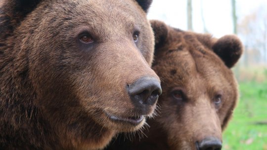 Odorheiu Secuiesc: O ursoaică și unul din puii ei au fost împușcați după ce au devenit agresivi