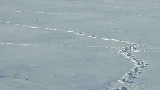 Circulaţie rutieră închisă pe DN29, între Răchiţi şi Săveni