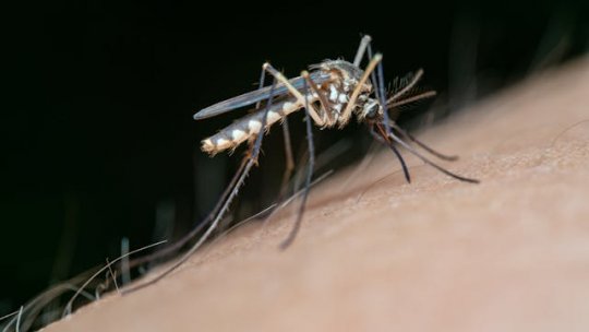 Aproape 80 de persoane au fost diagnosticate cu West Nile în ultimele 3 luni
