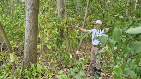 Producţia de fructe de pădure este neaşteptat de bună în acest an