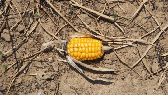 28 octombrie, ultima zi până la care fermierii afectaţi de secetă pot depune cereri pentru a obţine sprijin de la guvern