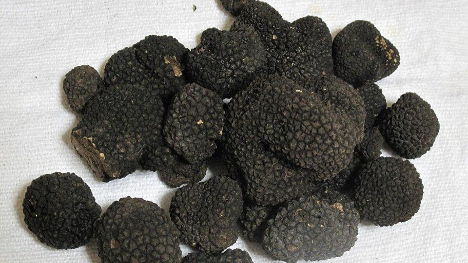 Trufele româneşti sunt tot mai rare