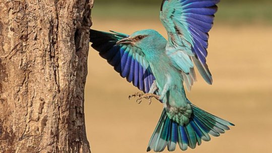 Cuiburi artificiale pentru dumbrăvence în Delta Dunării