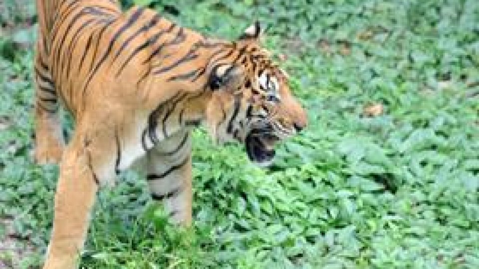 Un angajat de la Grădina Zoologică Piteşti a murit după ce a fost atacat de un tigru