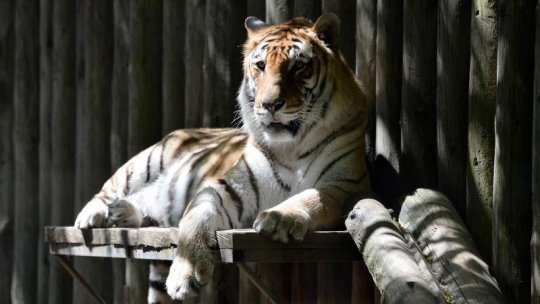 Un angajat al Grădinii Zoologice din Piteşti şi-a pierdut viaţa, după ce a fost atacat de un tigru