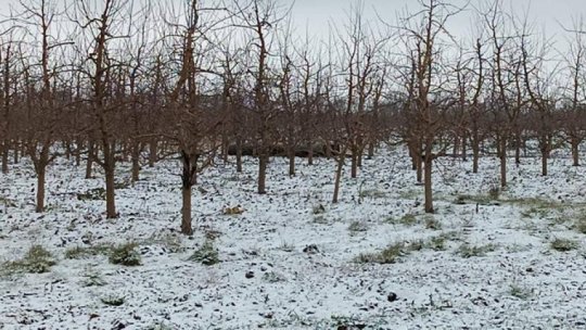 Pomii fructiferi încep să înflorească din cauza temperaturilor ridicate din ultima perioadă