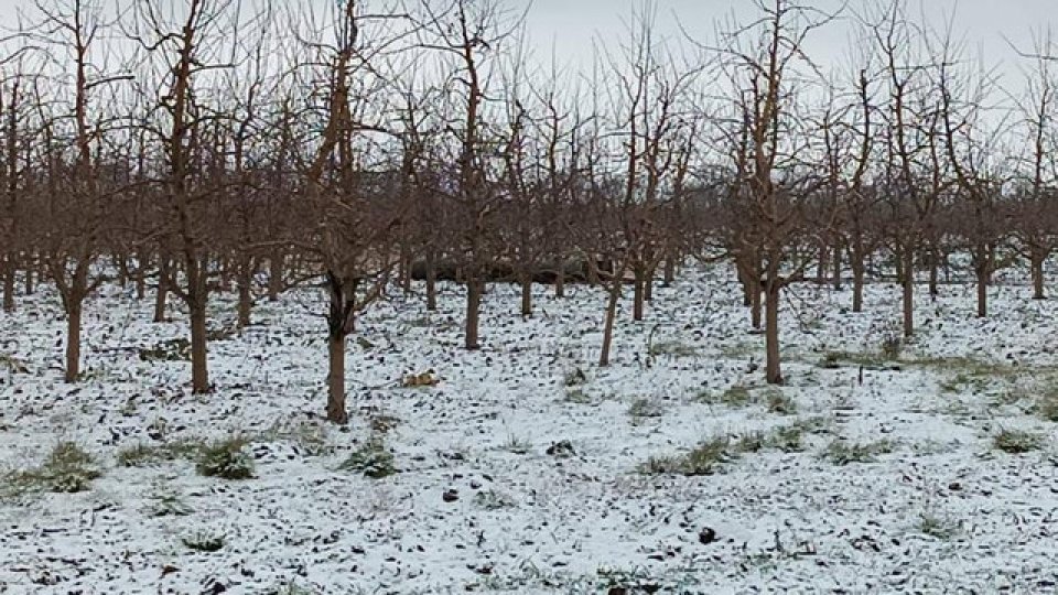 Pomii fructiferi încep să înflorească din cauza temperaturilor ridicate din ultima perioadă