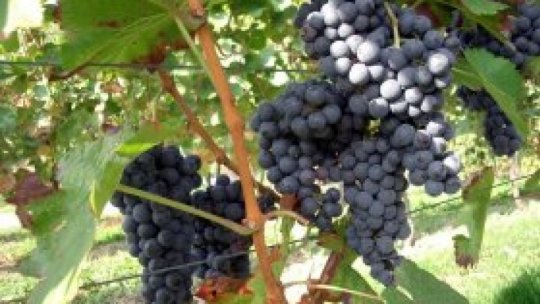 Industria românească viticolă a înregistrat o dezvoltare substanţială anul trecut