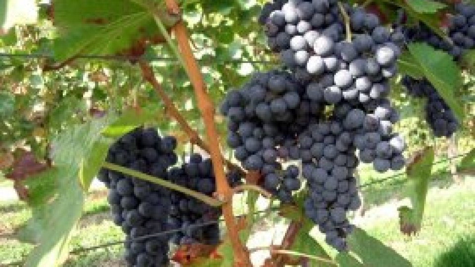 Industria românească viticolă a înregistrat o dezvoltare substanţială anul trecut