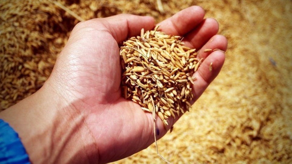 În doar o lună şi jumătate, sute de mii tone de grâu şi de porumb din Ucraina au fost plasate în regim vamal de tranzit în ţara noastră