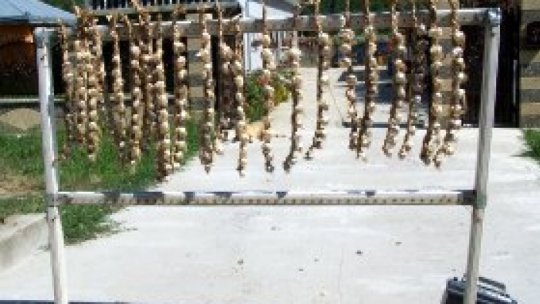 Peste 4 milioane de euro pentru compensarea parțială a pierderilor la culturile de usturoi
