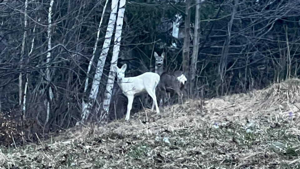 Apariţie rară în pădurile României