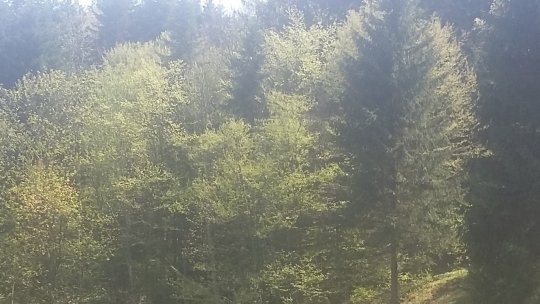 Ministerul Mediului va acorda prime în bani pentru fiecare hectar de pădure nou înfiinţată