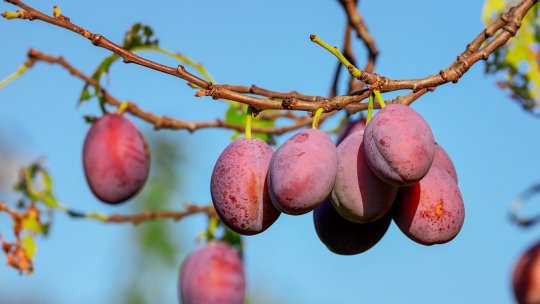 Eurostat: Italia, Polonia, Spania, Franța, Grecia și România sunt principalii producători de fructe din UE
