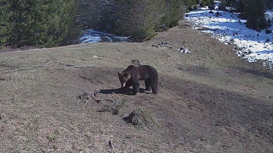 Salvamont Neamț atenţionează cu privire la prezenţa urşilor în intravilanul zonelor montane şi pe potecile turistice