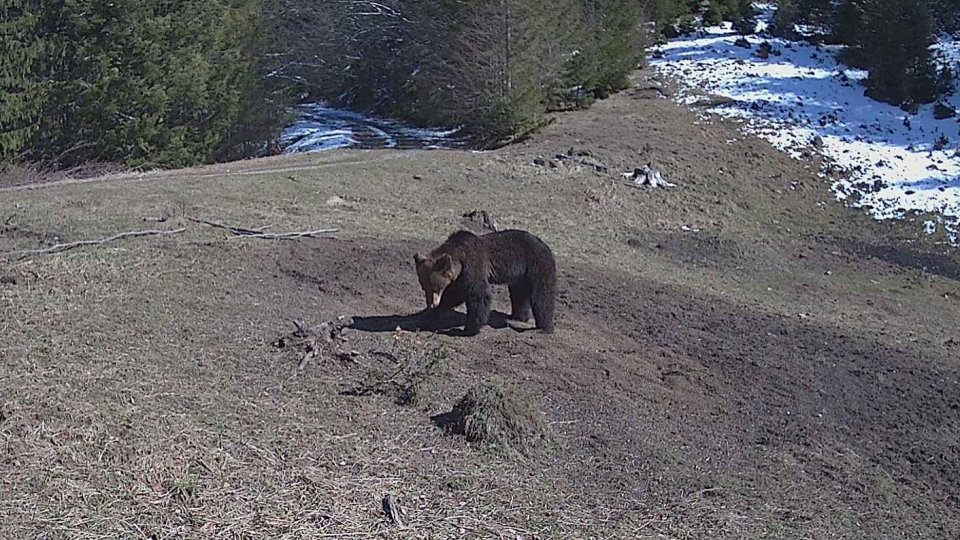 Salvamont Neamț atenţionează cu privire la prezenţa urşilor în intravilanul zonelor montane şi pe potecile turistice