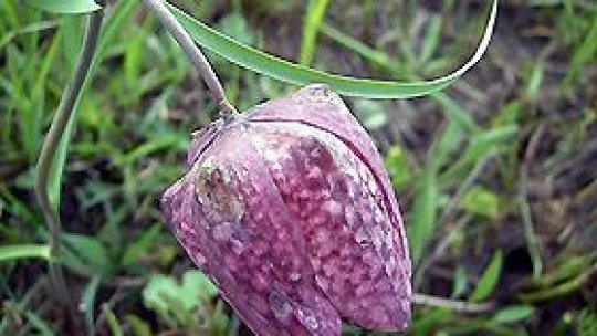 Romsilva amintește că laleaua pestriţă este declarată monument al naturii