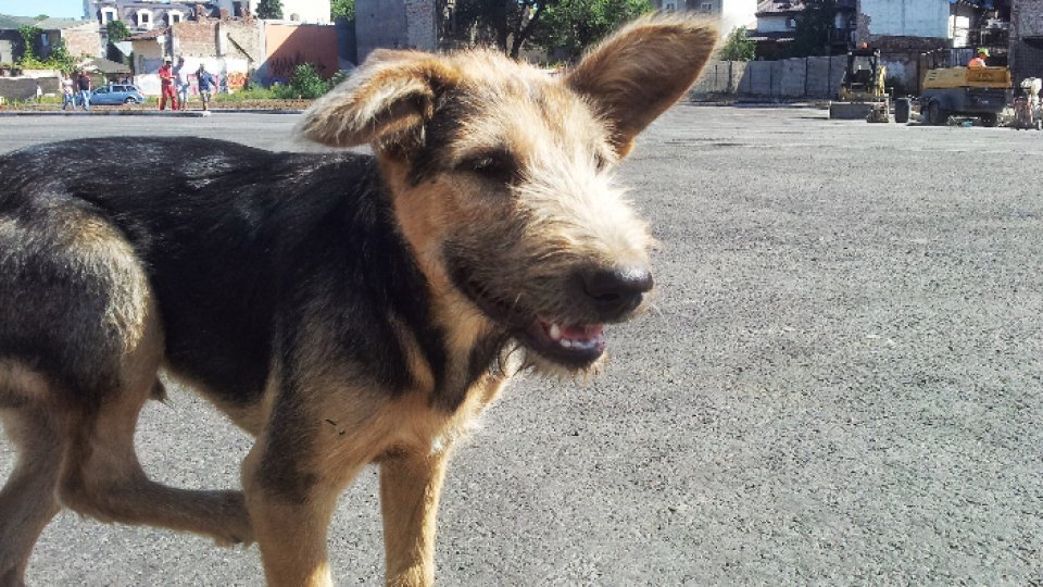 Poliţiştii de la Protecţia Animalelor din Braşov vor verifica în perioada următoare "condiţiile de bunăstare a câinilor"