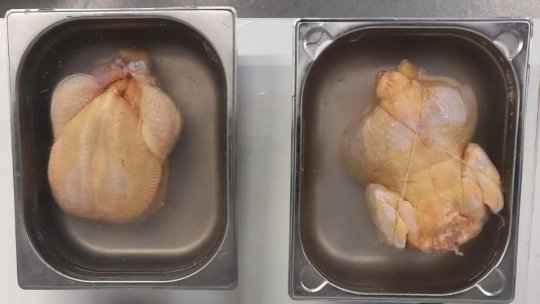 Responsabilii sanitari-veterinari dau asigurări că produsele din carne de pui sunt sigure