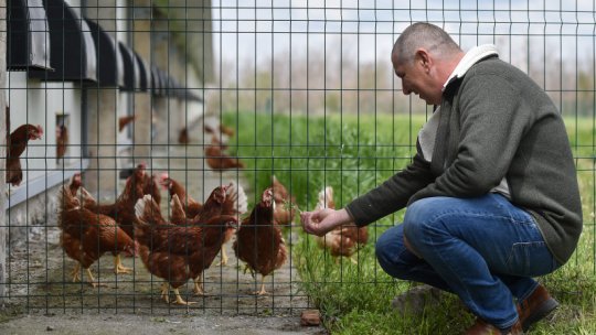 Crescătorii de păsări vin cu precizări despre fenomenul cărnii galbene de pui din magazine