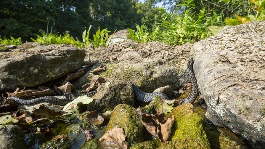 Vremea caldă a făcut ca viperele să iasă mai devreme din hibernare