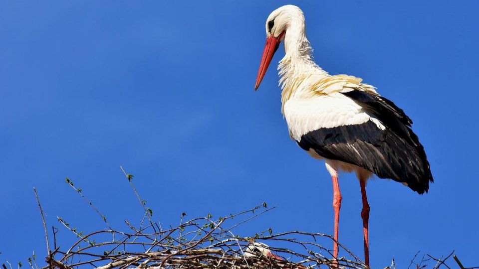 O barză din Bihor a împlinit vârsta record de 21 de ani