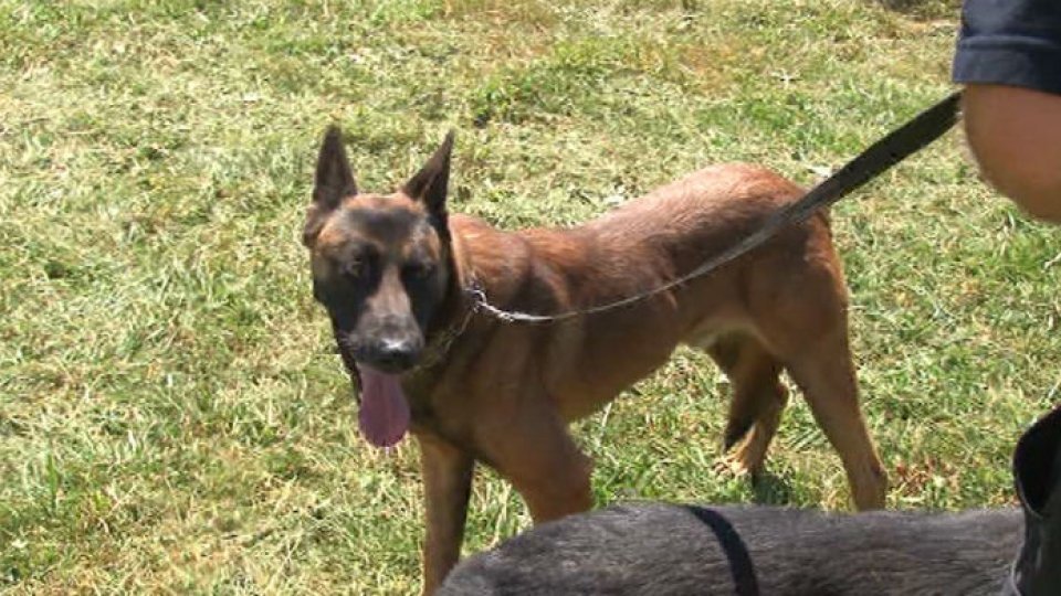 Percheziții în Mureș într-un caz de organizare de lupte între câini