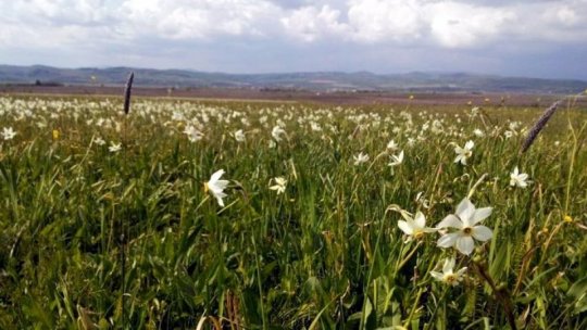 Păşunatul haotic, principalul pericol pentru o rezervaţie naturală