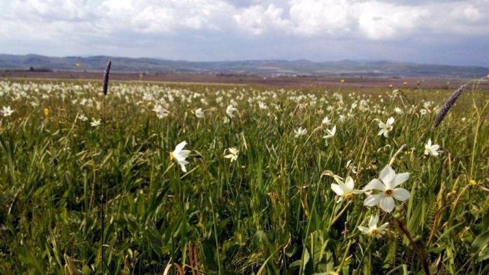Păşunatul haotic, principalul pericol pentru o rezervaţie naturală
