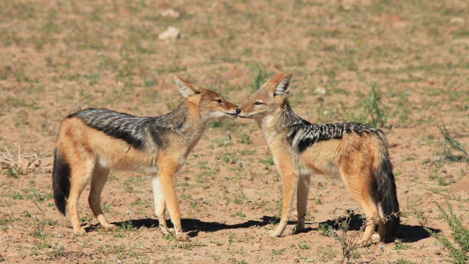 Invazie de şacali în zona Luncii Prutului