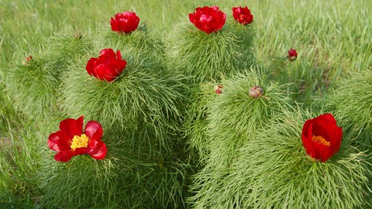 Sărbătoarea bujorului, Floarea Naţională a României, la Zau de Câmpie, județul Mureș