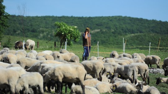 Carnea de miel, comercializată la prețuri din ce în ce mai mari