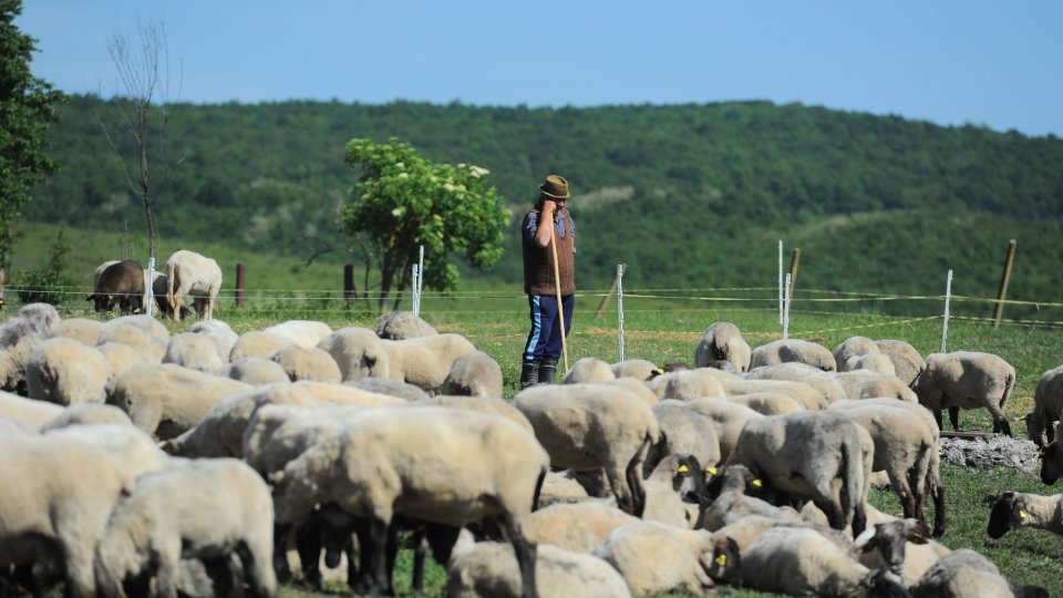 Carnea de miel, comercializată la prețuri din ce în ce mai mari